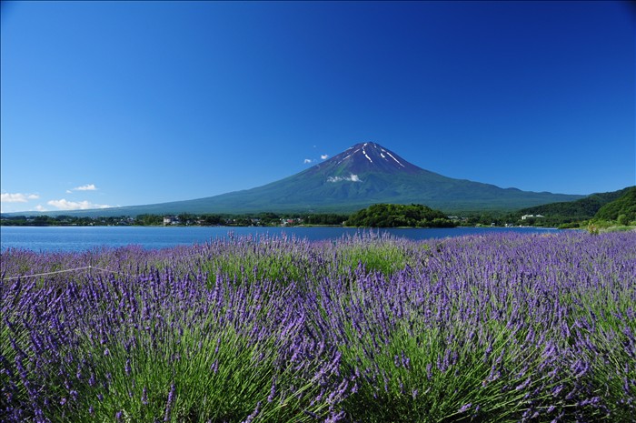 lavander-spot-japan