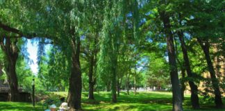 Speedy Sapporo Sightseeing (5): The Green Trail Sapporo Green Trail