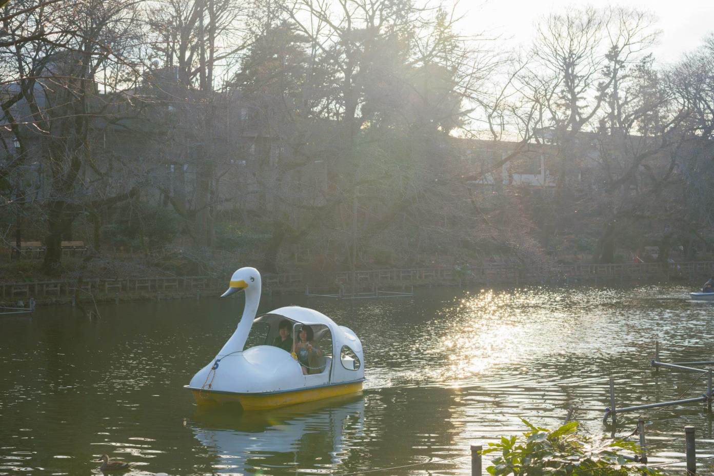 Peddale boat at Inokashira Park