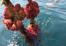 A Taste of Sh旬n: Treasures from Miyagi