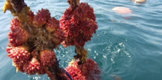 A Taste of Sh旬n: Treasures from Miyagi