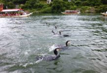 Ukai: Bird-Powered Fishing River Cruise Ukai
