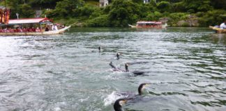 Ukai: Bird-Powered Fishing River Cruise Ukai