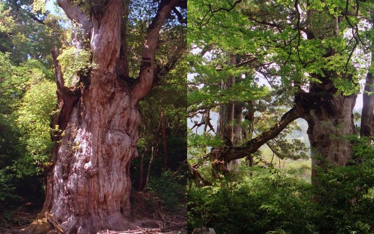 Jomonsugi site