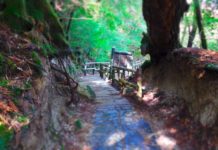Picturesque Japan: Yakushima Yakushima