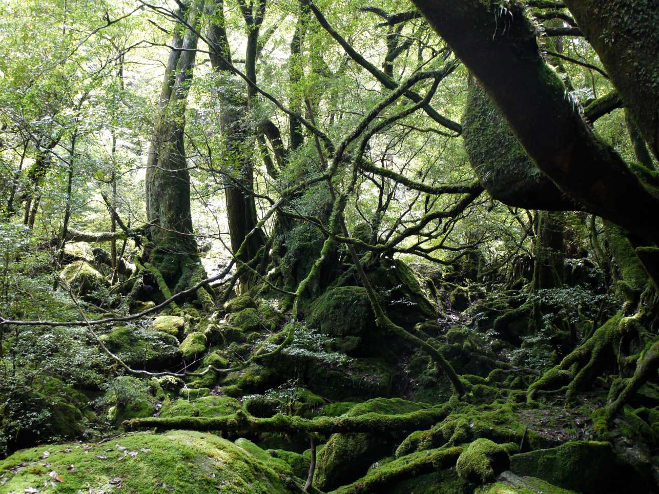 Yakushima National Park Edo Tokyo