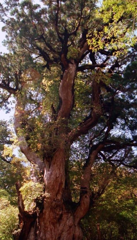The Oldest Cedar Tree in Takushima