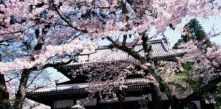 Onsen Oasis: Arima Onsen Arima Onsen