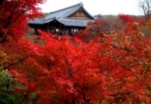 Top 3 Autumn Leaf Viewing Spots in Japan