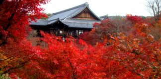 Top 3 Autumn Leaf Viewing Spots in Japan