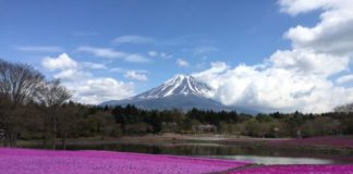 Fun Around Mt. Fuji (4): Hot Pink Flower Festivals To Ice Cold Caves Shiba-Sakura
