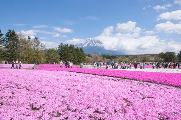 shiba-sakura