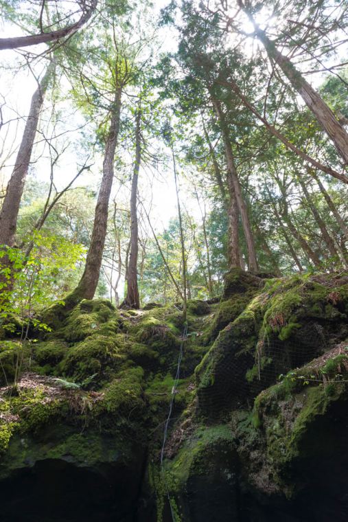 Aokigahara Jukai “Sea of Trees”