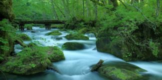 Picture Perfect Oirase Keiryu in Aomori