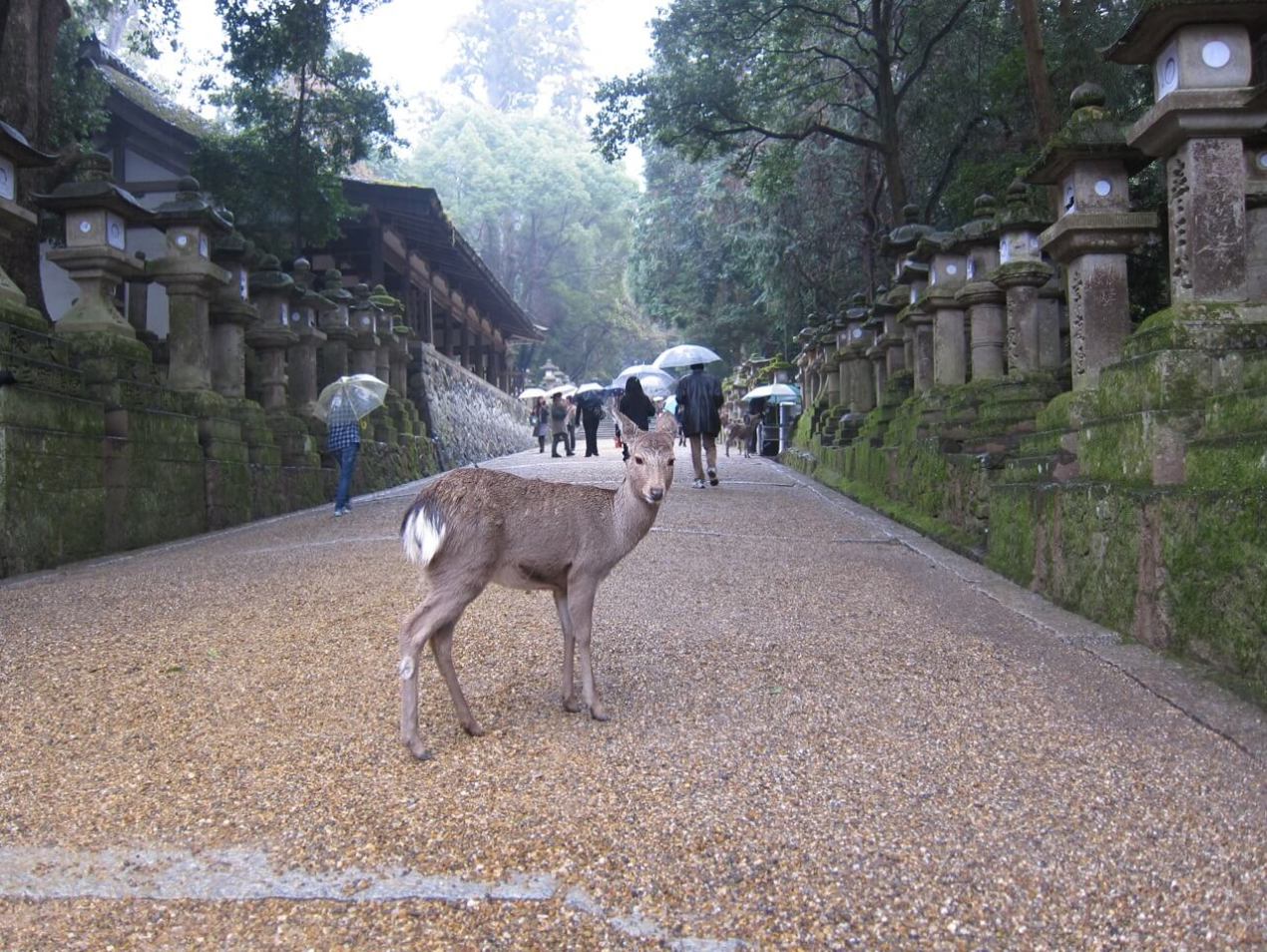 Kasuga Taisha Shrine