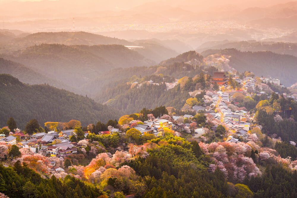 Mountain Yoshino Cherry Blossoms