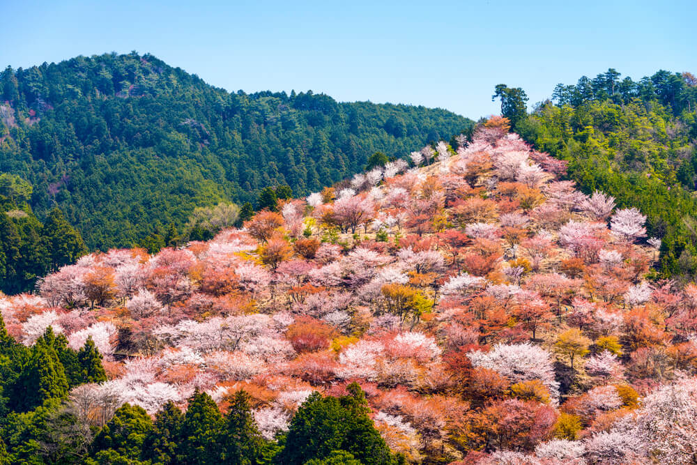 Mountain Yoshino Cherry Blossoms