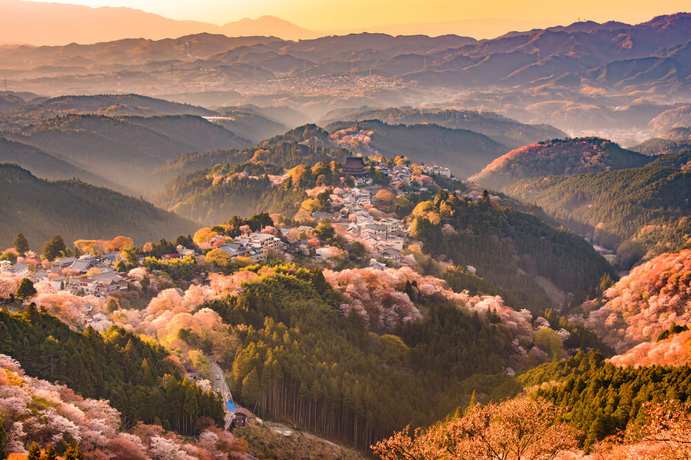 Mountain Yoshino Cherry Blossoms
