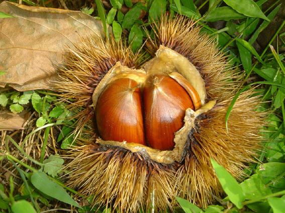 Chestnuts