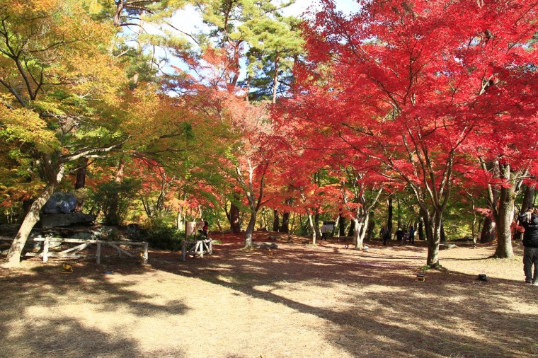 Maple tree