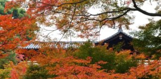 Maple Hunting in Kyoto: Tofukuji