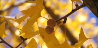 A Taste of Sh旬n: Going Nuts for Ginkgo