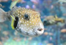 Three Ways To Eat Fugu