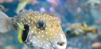 Three Ways To Eat Fugu