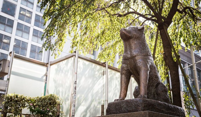 Download Hachiko's New Home in 2020 | WAttention.com