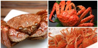 A Taste of Sh旬n: Japanese Autumn Crab