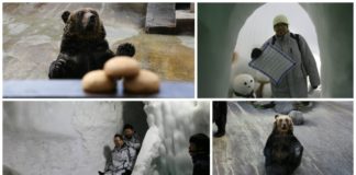 Hokkaido By Rail and Car: Day 3 – Kamikawa, Sounkyo BEAR PARK AND ICE PAVILION