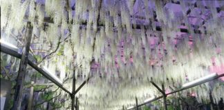 Welcome to Wisteria Lane in Japan Wisteria