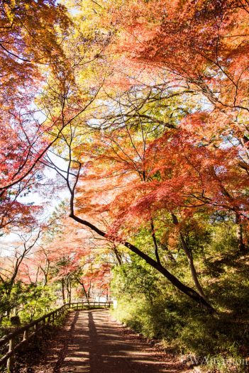 Lake Tama, a relaxing lake in the suburbs of Tokyo - WAttention.com