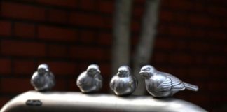 Birds on a guardrail?! Birds on a guardrail