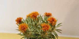 Isehan-Honten Museum of Beni Isehan-Honten Museum of Beni