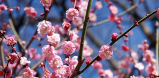 How to Tell the Difference Between Peach, Plum, & Sakura Blooms Plum blossom