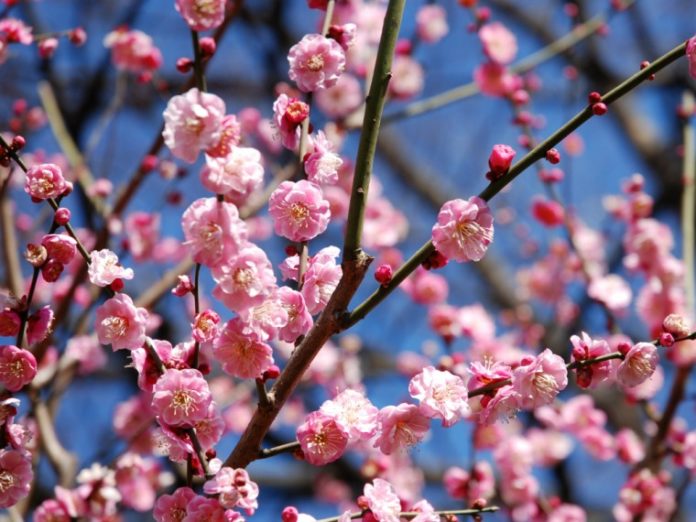 How to Tell the Difference Between Peach, Plum, & Sakura Blooms ...