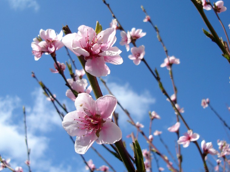 How to Tell the Difference between Plum, Cherry and Peach Blossoms