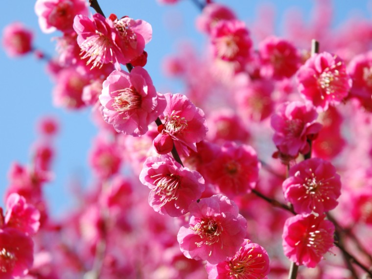 How to Tell the Difference Between Peach, Plum, & Sakura Blooms 