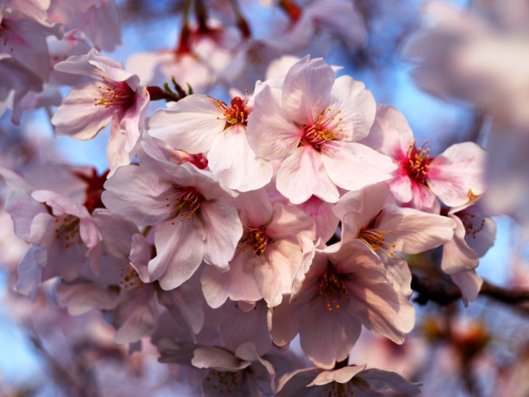 How to Tell the Difference Between Peach, Plum, & Sakura Blooms 