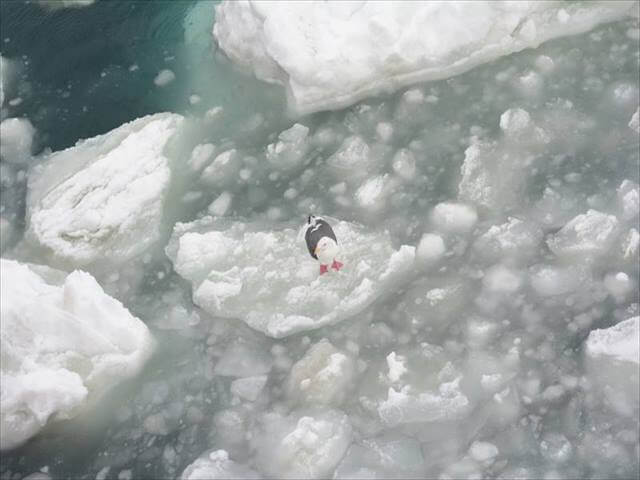 Seagull resting on the ice