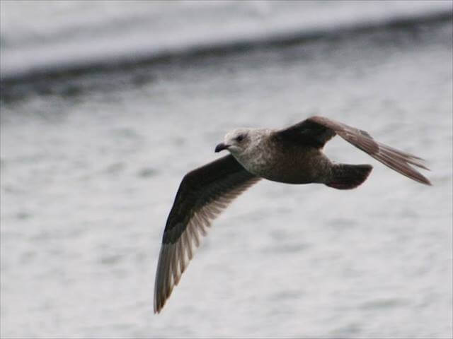 Black-tailed gull (Kamome)