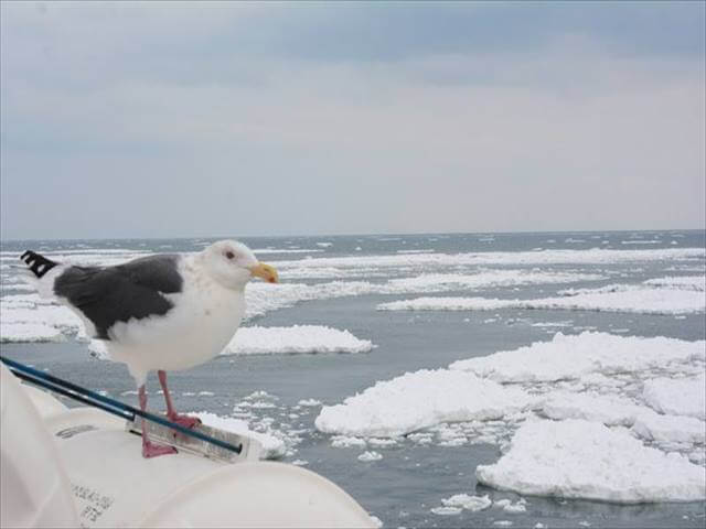 Seagull (Umineko)