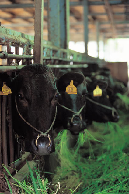 Gifu: Japanese Black cattle