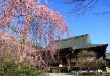 8 Spectacular Kyoto Sakura Sightseeing Spots Sakura Sightseeing In Kyoto
