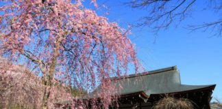 8 Spectacular Kyoto Sakura Sightseeing Spots Sakura Sightseeing In Kyoto