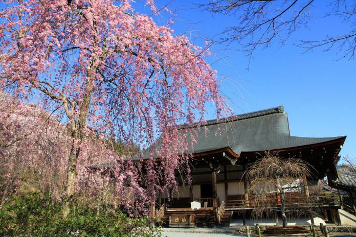 Sakura Sightseeing In Kyoto