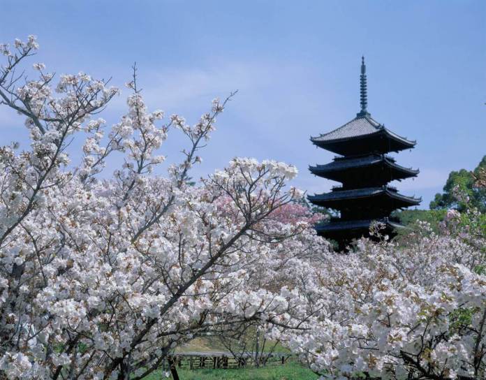 8 Spectacular Kyoto Sakura Sightseeing Spots - WAttention.com