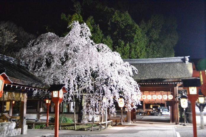 Hirano Shrine Sakura