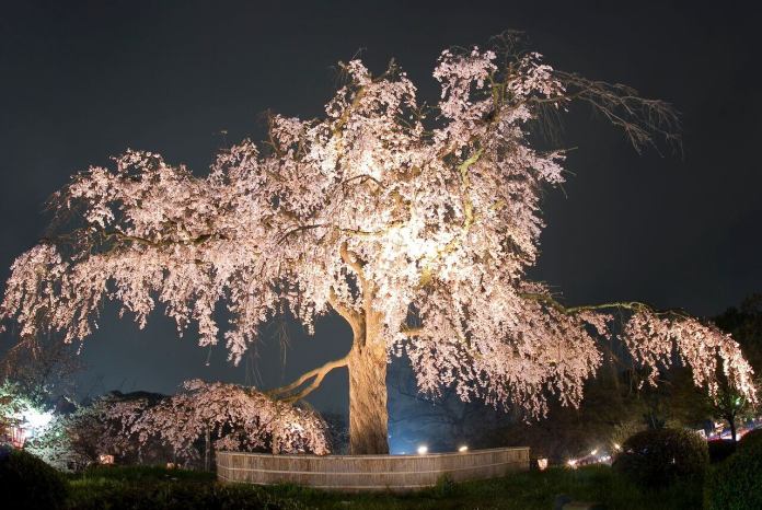 Maruyama Park